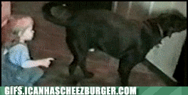 gif-of-dog-reacting-to-a-toddler-putting-his-finger-in-the-dogs-butt.gif