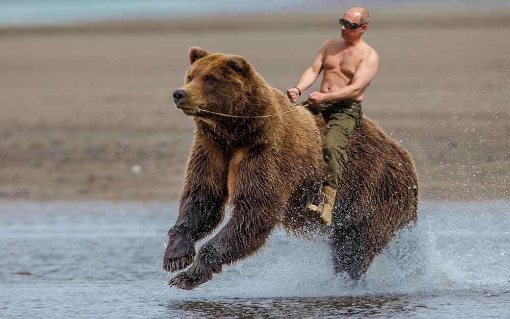 633ff40bdd42701aaa5246fa-innerwallz-vladimir-putin-bears-wall.jpg