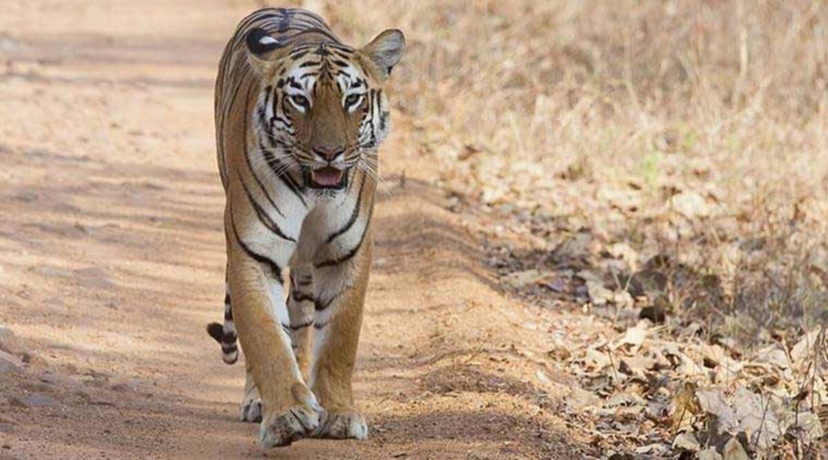 indianexpress.com