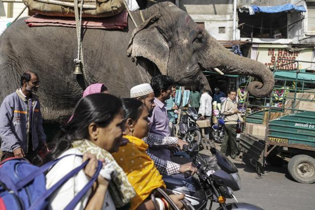 elephant-klDG--621x414@LiveMint.jpg