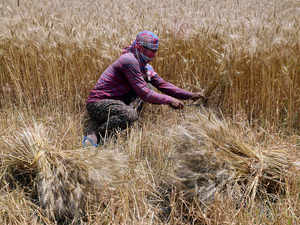 rabi-crops-ani.jpg