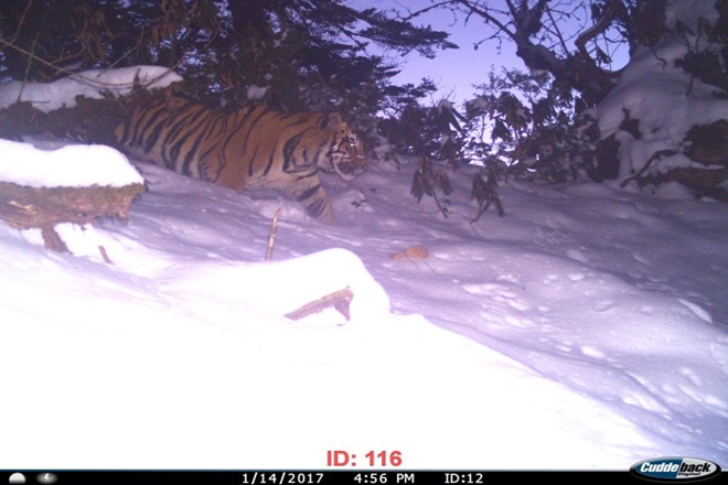 mishmi-tiger_759_1.jpg