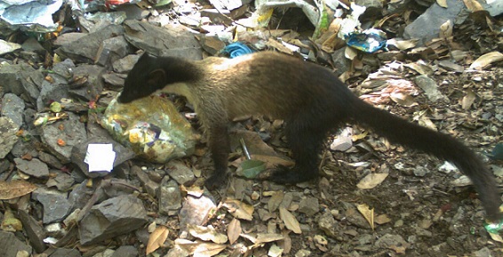 garbage-dumps-leading-shift-1.jpg