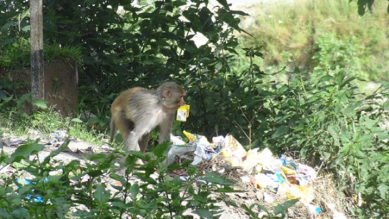 garbage-dumps-leading-shift.JPG